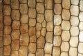 Macro, detail of lizard skin gecko, Phelsuma madagascariensis Royalty Free Stock Photo