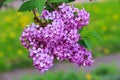 Lilac flower cluster Royalty Free Stock Photo