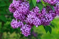 Lilac flower cluster Royalty Free Stock Photo