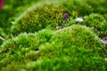 Macro detail of moss chunks on ground