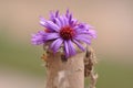 Old dusty bottle with flower