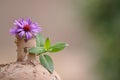 Old dusty bottle with flower