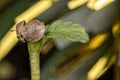 Macro detail of the opening of a cannabis seed and the birth of the plant with christmas lights in the background