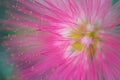 Macro detail of pink fluorescent tropical flower