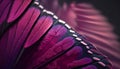 Macro detail of a pink and purple peacock feather (feather)