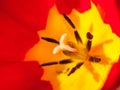 Macro detail of pistil and stamens of red and yellow cultivated tulip flower Royalty Free Stock Photo