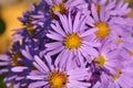 European michaelmas daisy Aster amellus Royalty Free Stock Photo