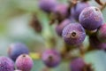 Macro detail of purple berries of a tropical plant