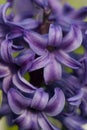 Macro detail of purple hyacinth