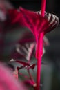 Macro detail of a purple tropical plant `iresine herbstii aureoreticulata` Royalty Free Stock Photo