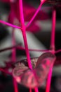 Macro detail of a purple tropical plant `iresine herbstii aureoreticulata`