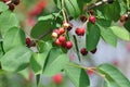 Saskatoon Berries ripening in Summer. Green, pink.