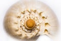 Macro detail of a sea shell Royalty Free Stock Photo