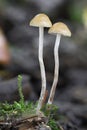 Macro detail shot of hallucinogenic Psilocybe serbica mushrooms