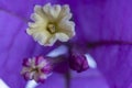 Macro detail of the small flowers of a lilac bougainvillea