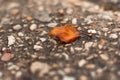 Macro detail of small orange leaf on white stone floor Royalty Free Stock Photo