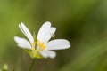 Springtime meadow flower Rabelera holostea