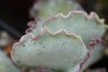 Macro detail of the succulent Cotyledon orbiculata Royalty Free Stock Photo