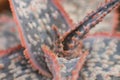 Macro detail of the leaves of succulent Aloe cv donnie