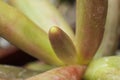 Macro detail of the leaves of succulent Pachyphytum viride Royalty Free Stock Photo