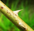 Macro detail of thorn Royalty Free Stock Photo