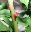 Macro detail of thorns on rose tree Royalty Free Stock Photo