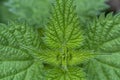 Macro detail of the tip of a nettle