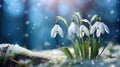 Macro detail to snowdrops during early spring season, nature concept Royalty Free Stock Photo