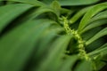 Macro detail of a tropical carnivorous plant