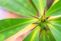 Macro detail of a tropical colored plant