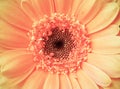 Macro detail of a vintage light pink color gerber flower Royalty Free Stock Photo