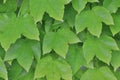 Macro detail of vividly green leaves