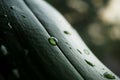 Macro detail of a water drops on the green leaf with magnified white dots as a background symbol of fresh and healthy nature Royalty Free Stock Photo