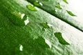 Macro detail of a water drops on the green leaf with magnified white dots as a background symbol of fresh and healthy nature Royalty Free Stock Photo