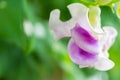 Macro detail of a white and purple tropical orchid Royalty Free Stock Photo