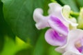 Macro detail of a white and purple tropical orchid Royalty Free Stock Photo