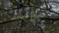 Lichen twig Royalty Free Stock Photo