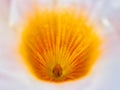 Macro Detail of Yellow Stamen and Pistil on White Flower Royalty Free Stock Photo