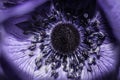 Macro detailed Anenome flower with black background