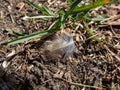 Macro of detailed, delicate, brown singing bird feather among green grass straws on the ground in summer