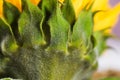 Macro detailed green sunflower leaves Royalty Free Stock Photo