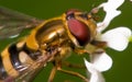 Macro detailed image of a big flower fly species taken off the Gunflint Trail in Northern Minnesota