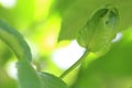 Macro detailed of a passion fruit flower Royalty Free Stock Photo