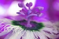 Macro detailed of a passion fruit flower Royalty Free Stock Photo