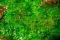 Macro Detailed Photo of Bright Green Algae Royalty Free Stock Photo