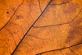 Macro details of autumn maple leaf through sunlight