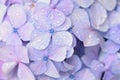 Macro details of Blue Hydrangea flowers with rain droplets Royalty Free Stock Photo