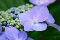 Macro details of blue hydrangea flowers Royalty Free Stock Photo