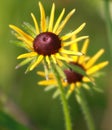 Macro Details Daisy Flower