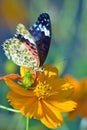 Macro details of butterfly on cosmos flower